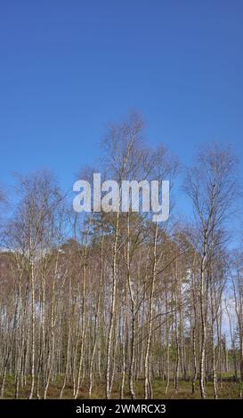 Photo of a forest on a sunny day. Stock Photo