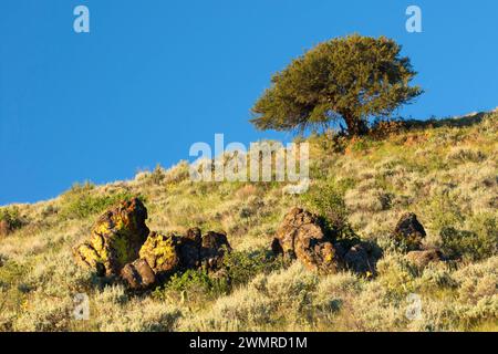Mountain mahogony along Barnhardy Road, Hart Mountain National Antelope Refuge, Oregon Stock Photo
