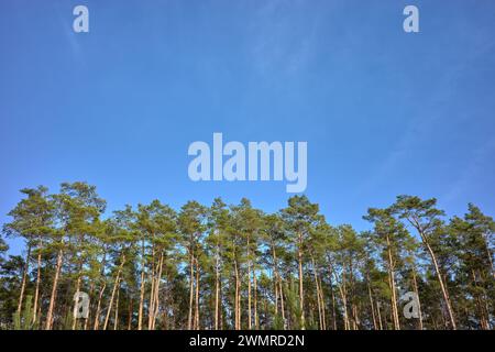 Photo of trees against the blue sky. Stock Photo