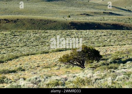 Mountain mahogony along Barnhardy Road, Hart Mountain National Antelope Refuge, Oregon Stock Photo
