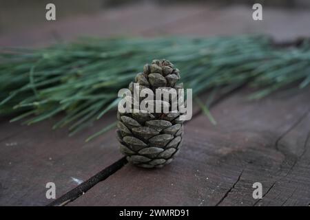 The Monterey pine, insignis pine or radiata pine(Pinus radiata) (syn. Pinus insignis) Stock Photo