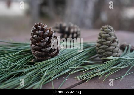 Pine, Hartweg's pine, the Mexican mountain pine, or pino de las alturas(Pinus hartwegii (syn. P. rudis, P. donnell-smithii) Stock Photo
