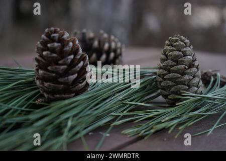 Pine, Hartweg's pine, the Mexican mountain pine, or pino de las alturas(Pinus hartwegii (syn. P. rudis, P. donnell-smithii) Stock Photo