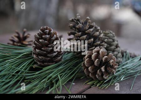 Pine, The Arizona pine(Pinus arizonica) Stock Photo