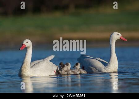 Coscoroba swan with cygnets swimming in a lagoon , La Pampa Province, Patagonia, Argentina. Stock Photo