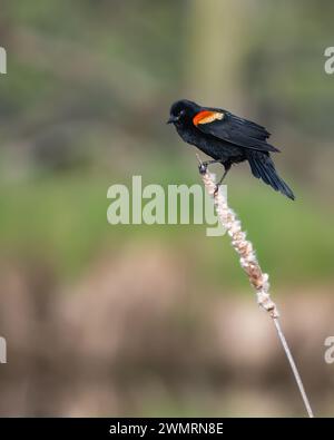 Red-winged blackbird perched on a cattail, Kensington Metropark, near Milford, Michigan Stock Photo