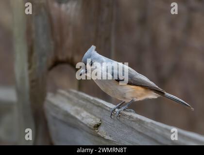 Tufted Titmouse perched on a wooden fence, Kensington Metropark, near Milford, Michigan Stock Photo