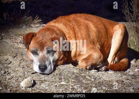 Cute pug dog sleep rest in the bed, wrap with blanket and tongue sticking out in the lazy time Stock Photo