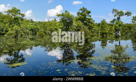 Landscape photography of the Merchants Millpond in North Carolina with blue sky and trees reflecting in water Stock Photo