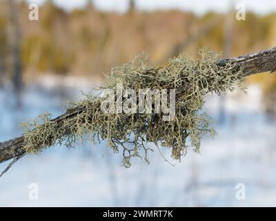 Oakmoss growing on a dead coniferous tree. Quebec,Canada Stock Photo