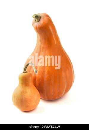Autumn background. pumpkins. Thanksgiving. Autumn fall pumpkin. Various colorful pumpkins on white background. Cooking pumpkin pie, latte, cookies for Stock Photo