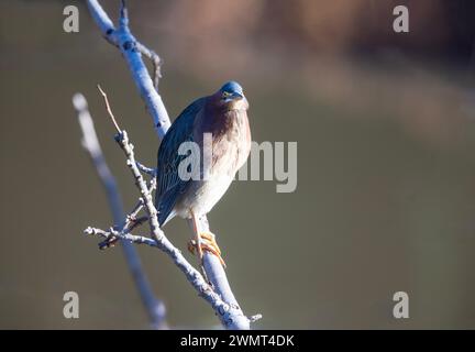 Green Heron Perched Stock Photo