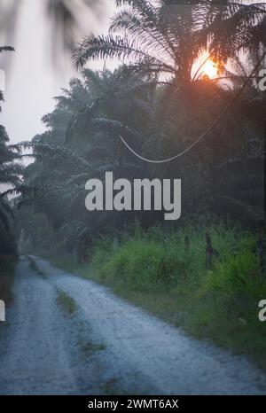 early dark morning sunrise at the oil palm agriculture land Stock Photo ...