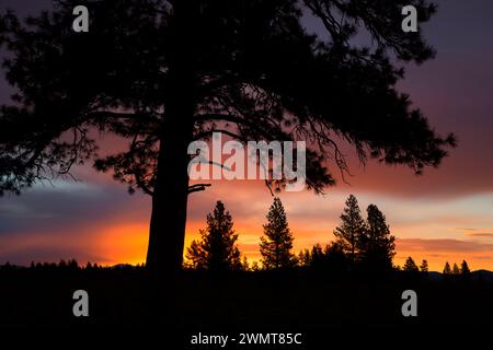 Ponderosa pine sunrise near Cabin Lake, Deschutes National Forest, Oregon Stock Photo