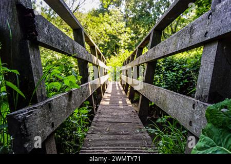 A bridge leading to a dense green forest with trees Stock Photo