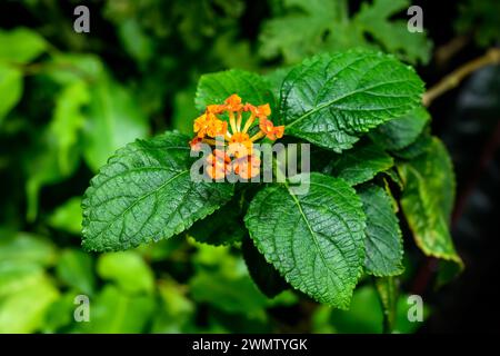 Lantana camara (common lantana) flowers growing in Nha Trang Vietnam Stock Photo