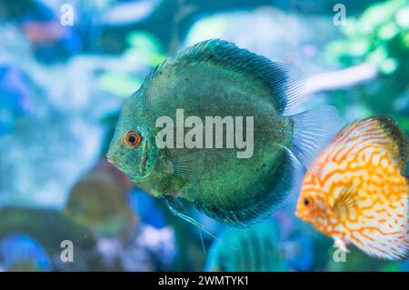 Blue Symphysodon (known as discus or discus fish) swimming in aquarium Stock Photo