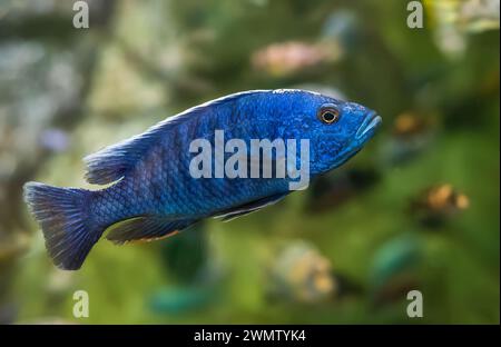 The electric blue hap (Sciaenochromis ahli) in aquarium in Thailand Stock Photo