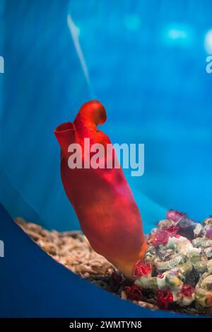 Halocynthia aurantium, commonly known as the sea peach in aquarium Stock Photo