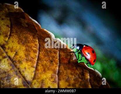 Ladybug on autumn leaf Stock Photo