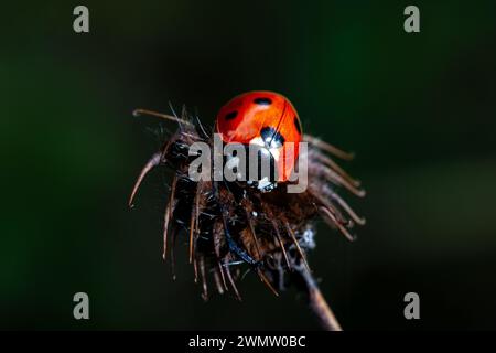 Ladybug on a dry flower with a green background Stock Photo