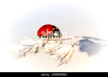Ladybug on the blade of grass Stock Photo