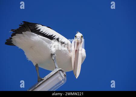 Adelaide, SA Australia 28 February 2024 . An Australian Pelican (Pelecanus Conspicillatus) opens it's pink bill while perched on a lamp post in Adelaide Credit: amer ghazzal/Alamy Live News Stock Photo