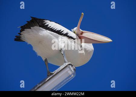 Adelaide, SA Australia 28 February 2024 . An Australian Pelican (Pelecanus Conspicillatus) opens it's pink bill while perched on a lamp post in Adelaide Credit: amer ghazzal/Alamy Live News Stock Photo