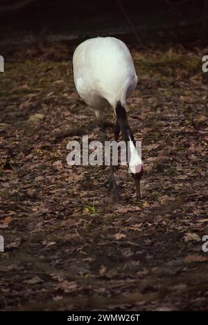 Beautiful closeup portrait of Red-crowned Japanese Crane Stock Photo