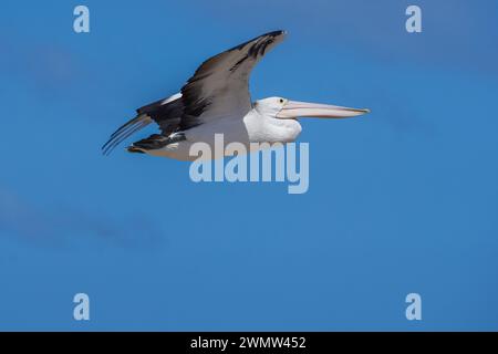 Adelaide, SA Australia 28 February 2024 . An Australian Pelican (Pelecanus Conspicillatus) flying over the pacific ocean in Adelaide Credit: amer ghazzal/Alamy Live News Stock Photo