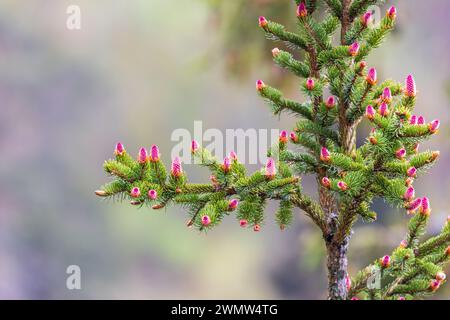 Red cones on a spruce tree in spring Stock Photo