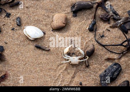 Various pieces of wood washed up and a white crab on brown sand Stock Photo