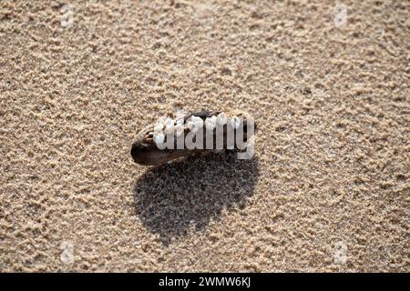 A washed-up piece of wood on the sand is overgrown with small shells Stock Photo