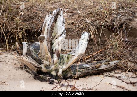 Brown tree root without bark on brown grass background Stock Photo