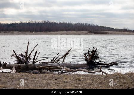 A broken tree trunk in water without bark Stock Photo