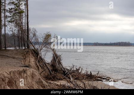 Water-washed dunes on the shore of the Baltic Sea with fallen trees in the water Stock Photo