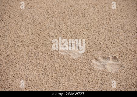 Footprints of a small dog in brown sand Stock Photo