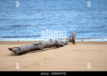 Baltic sea beach with washed up log on brown sand with blue sea and blue sky in the background Stock Photo
