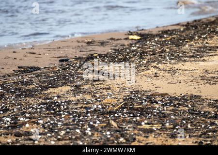 Small white shells washed up on the seashore among small black pieces of wood Stock Photo