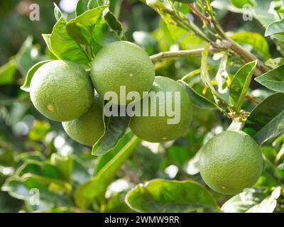 Green ripe lime fruit (Citrus aurantifolia) grow on tree branch. Fresh bunch of natural fruits growing in homemade garden. Close-up. Organic farming, Stock Photo