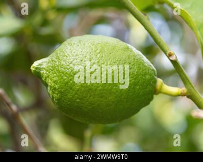 Green ripe lime fruit (Citrus aurantifolia) grow on tree branch. Fresh bunch of natural fruits growing in homemade garden. Close-up. Organic farming, Stock Photo