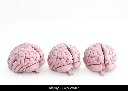 human brains isolated on white background 3d illustration Stock Photo ...
