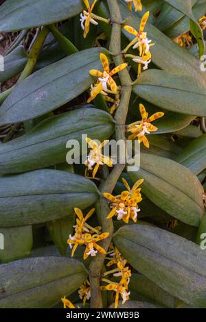 Vertical closeup view of epiphytic tropical orchid species trichoglottis cirrhifera blooming outdoors with yellow orange and white flowers and leaves Stock Photo