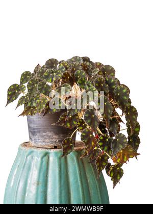 Closeup view of cascading begonia kit kat rhizomatous hybrid isolated on white background Stock Photo