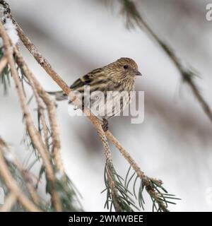 Pine siskin ( Spinus pinus ) perched in a snowy conifer tree, adult bird in winter, songbird, passerine bird, Yellowstone Area, USA. Stock Photo