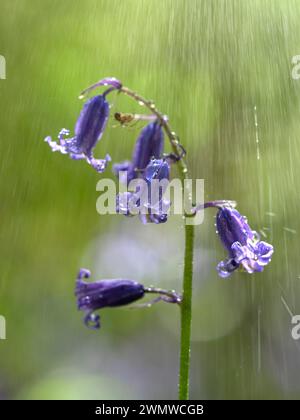 bluebell Stock Photo