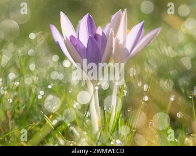 Crocus Flower (family Iridaceae) with dewdrops on grass, in garden, Ramsgate Kent UK Stock Photo