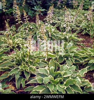 Garden border full of flowering Hosta plants, Hosta crispula / curled plantain lily growing in English garden, England, UK Stock Photo