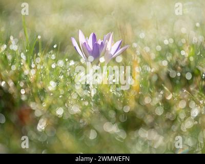 Crocus Flower (family Iridaceae) with dewdrops on grass, in garden, Ramsgate Kent UK Stock Photo