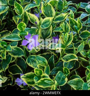 Vinca major variegata (variegated greater periwinkle) with violet blue flowers and variegated green and cream leaves growing in English garden, UK Stock Photo